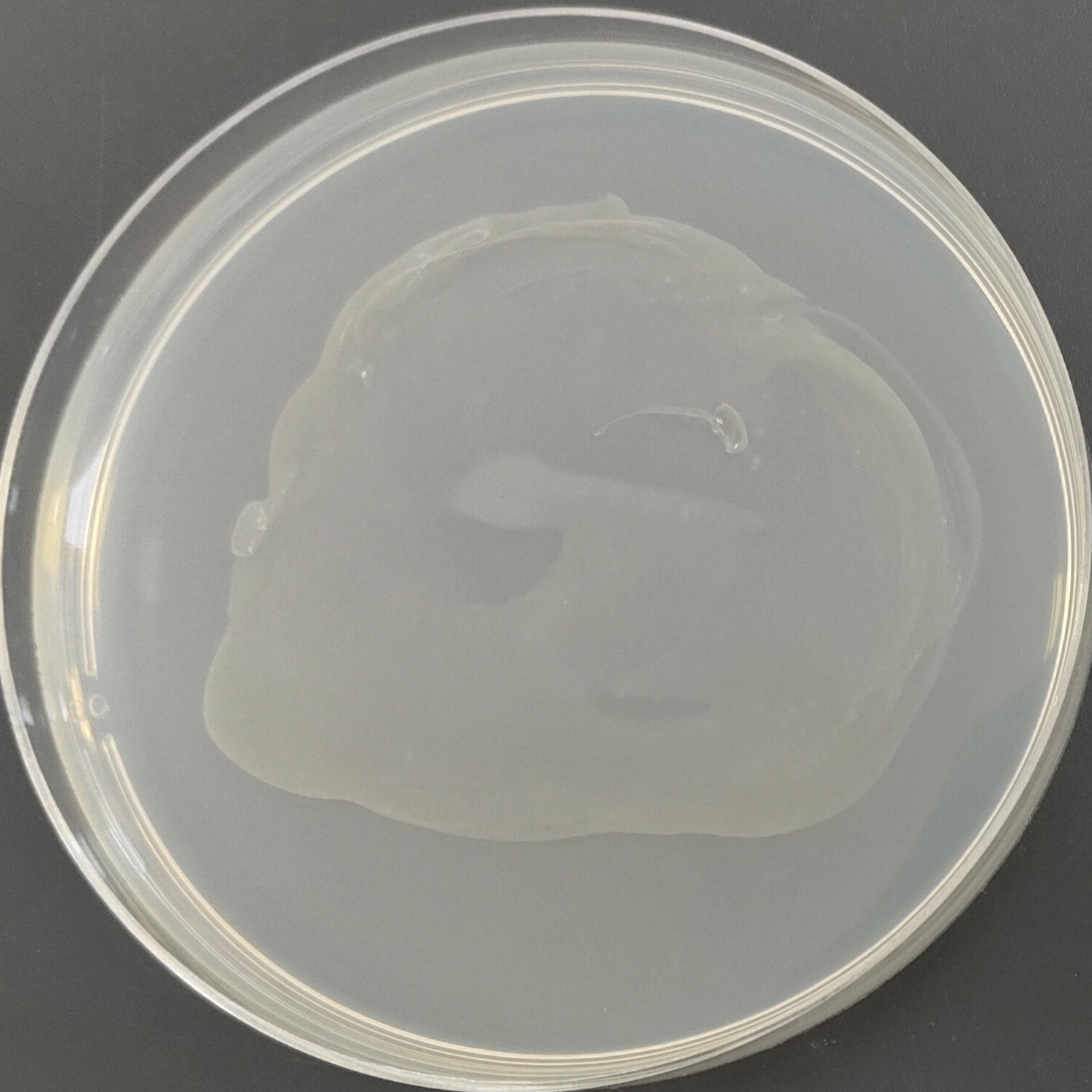 Acinetobacter baumannii-BNCC