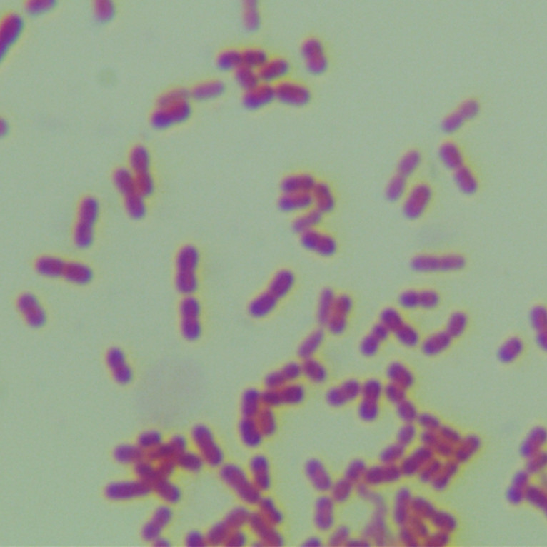 Acinetobacter baumannii-BNCC