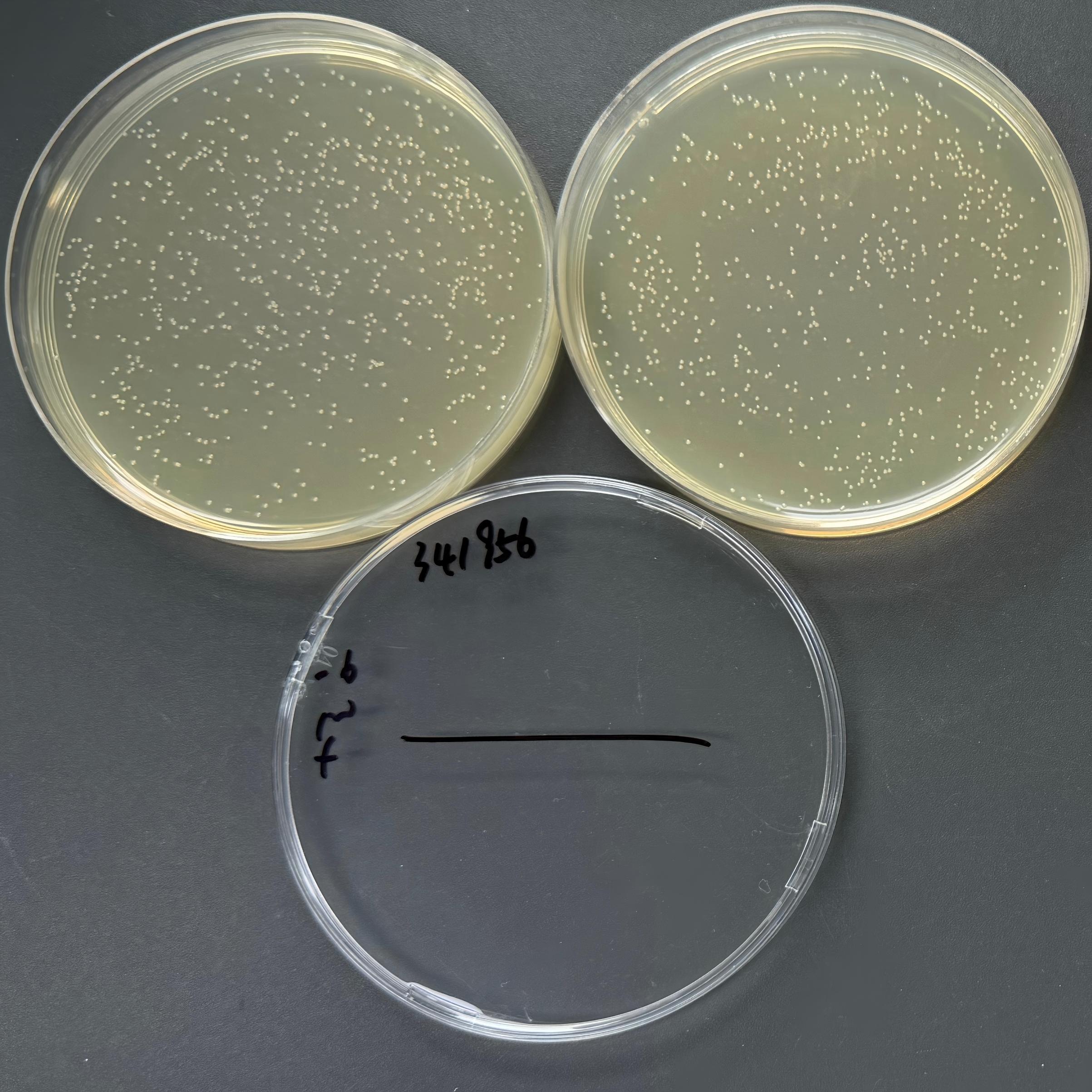 Escherichia coli-BNCC