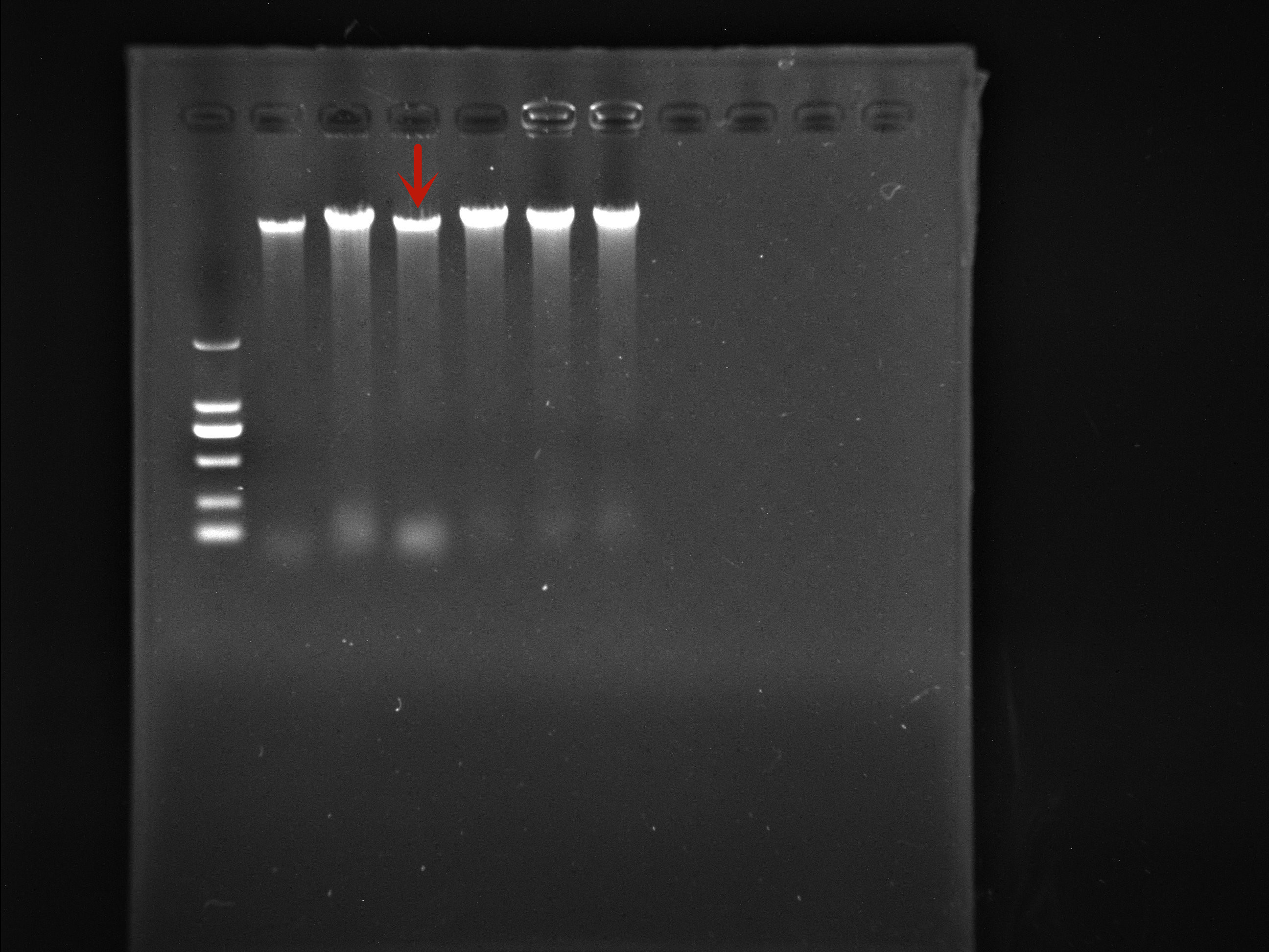 Residential plant Rouwu bacteria-BNCC