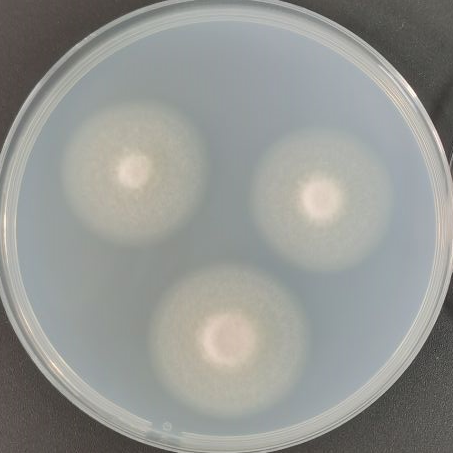 Penicillium purpureum-BNCC