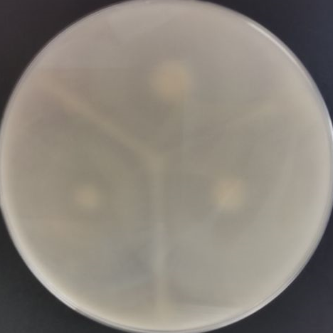 Penicillium purpureum-BNCC