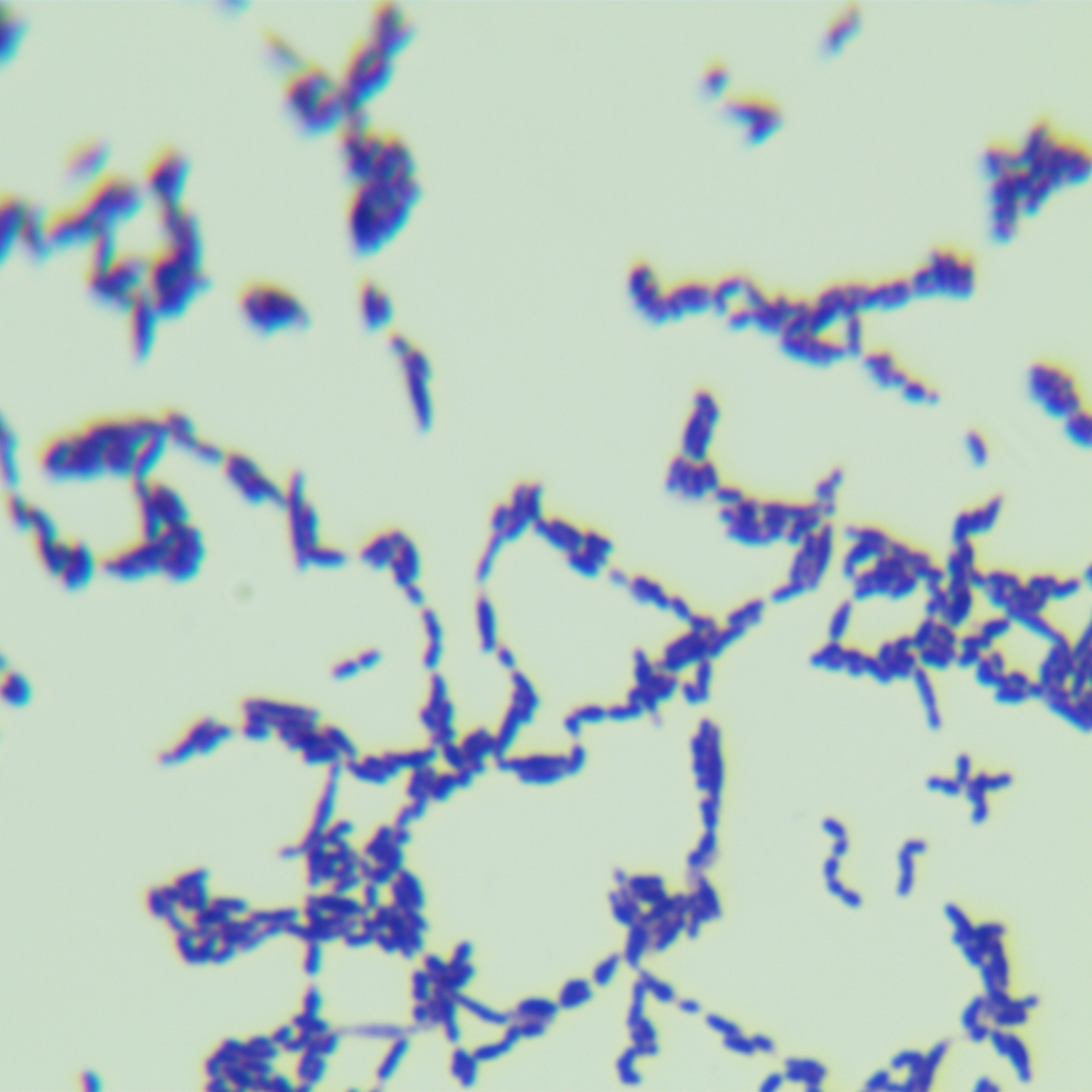 Escherichia coli-BNCC