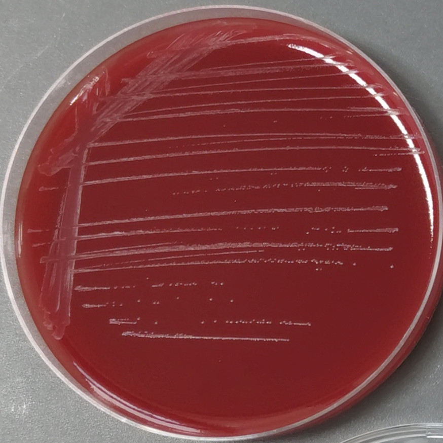 Lactobacillus faecalis-BNCC