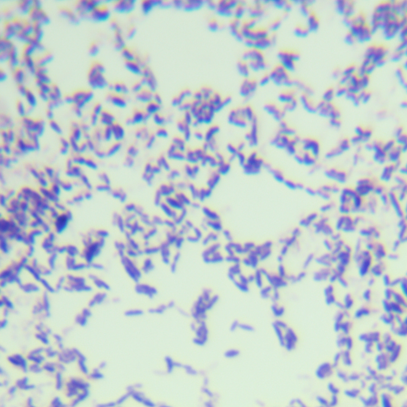 Lactobacillus faecalis-BNCC