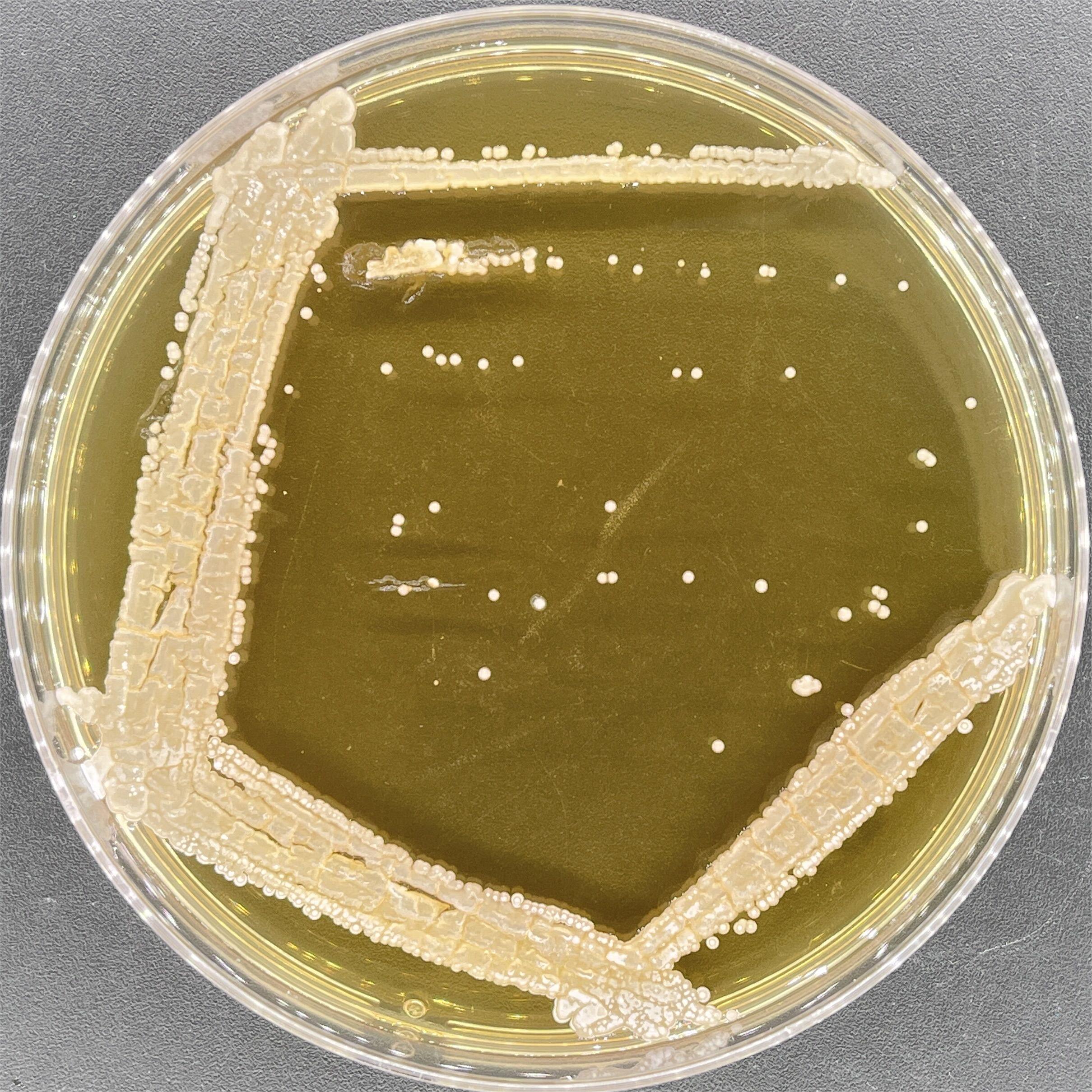 Filamentous Streptomyces-BNCC
