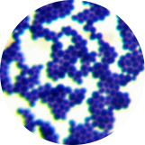 Squirrel Staphylococcus-BNCC