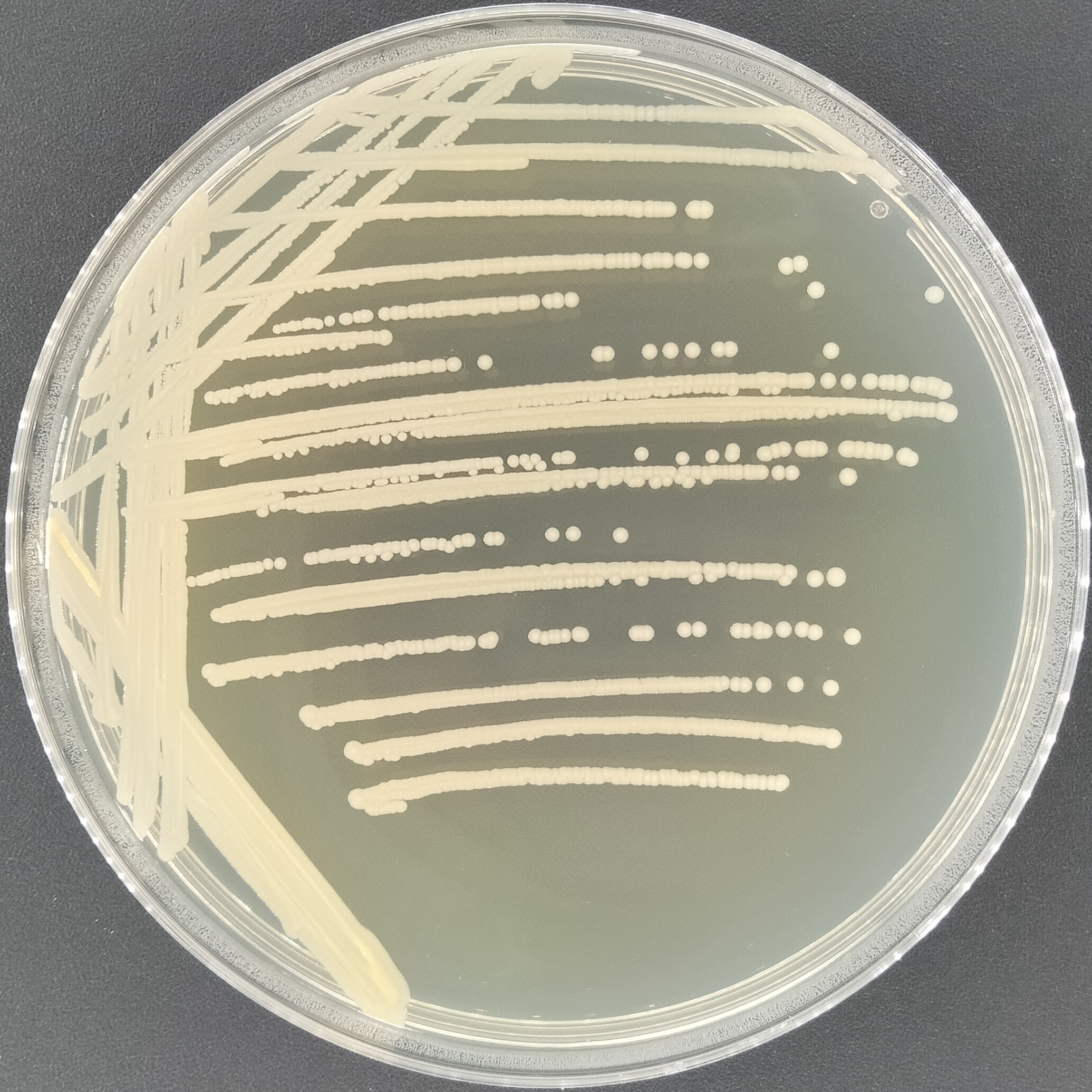 Squirrel Staphylococcus-BNCC