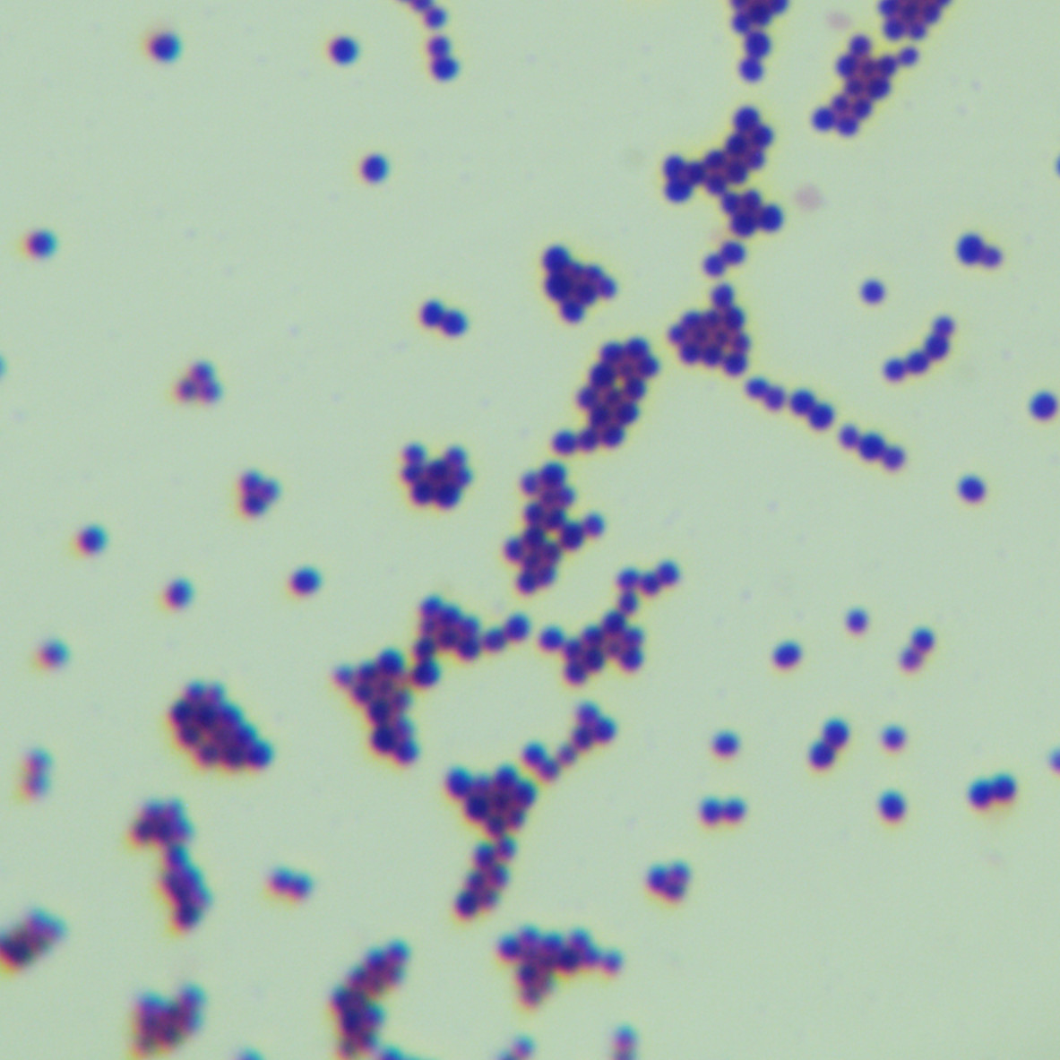 Squirrel Staphylococcus-BNCC