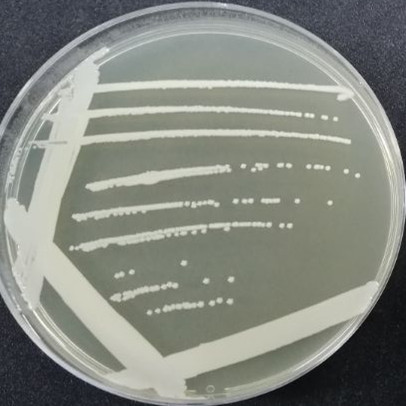 Slow Staphylococcus-BNCC