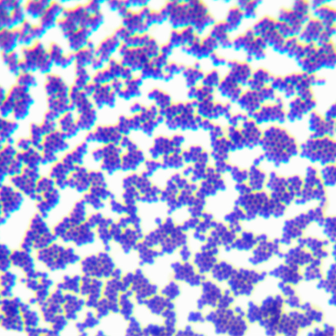 Slow Staphylococcus-BNCC