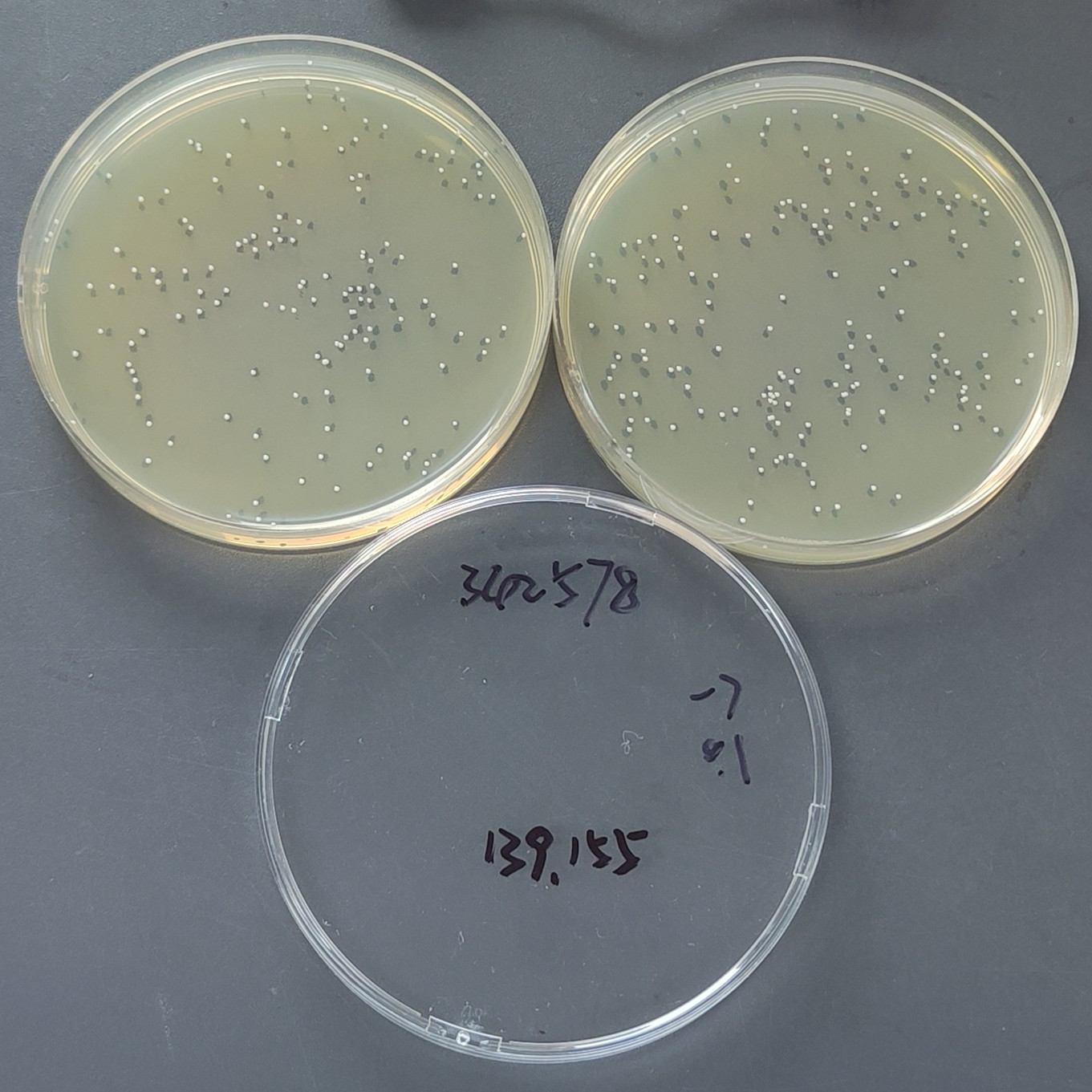 Staphylococcus aureus-BNCC