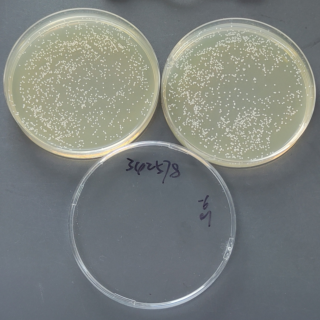 Staphylococcus aureus-BNCC