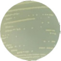 Maltophilic oligotrophic bacteria-BNCC