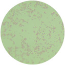 Maltophilic oligotrophic bacteria-BNCC