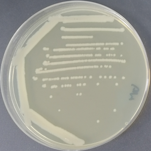 Bacillus cereus-BNCC