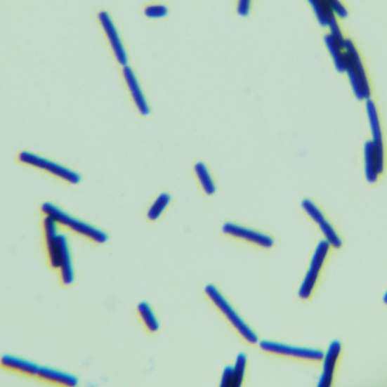 Bacillus cereus-BNCC