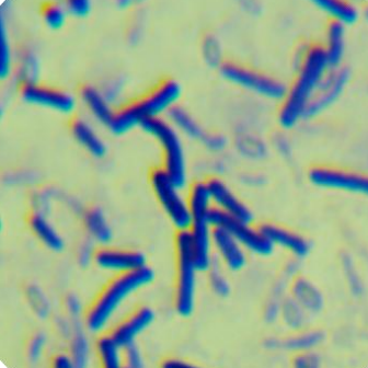 Clostridium difficile 1351-BNCC