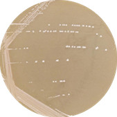 Lactobacillus casei-BNCC