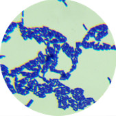 Lactobacillus casei-BNCC