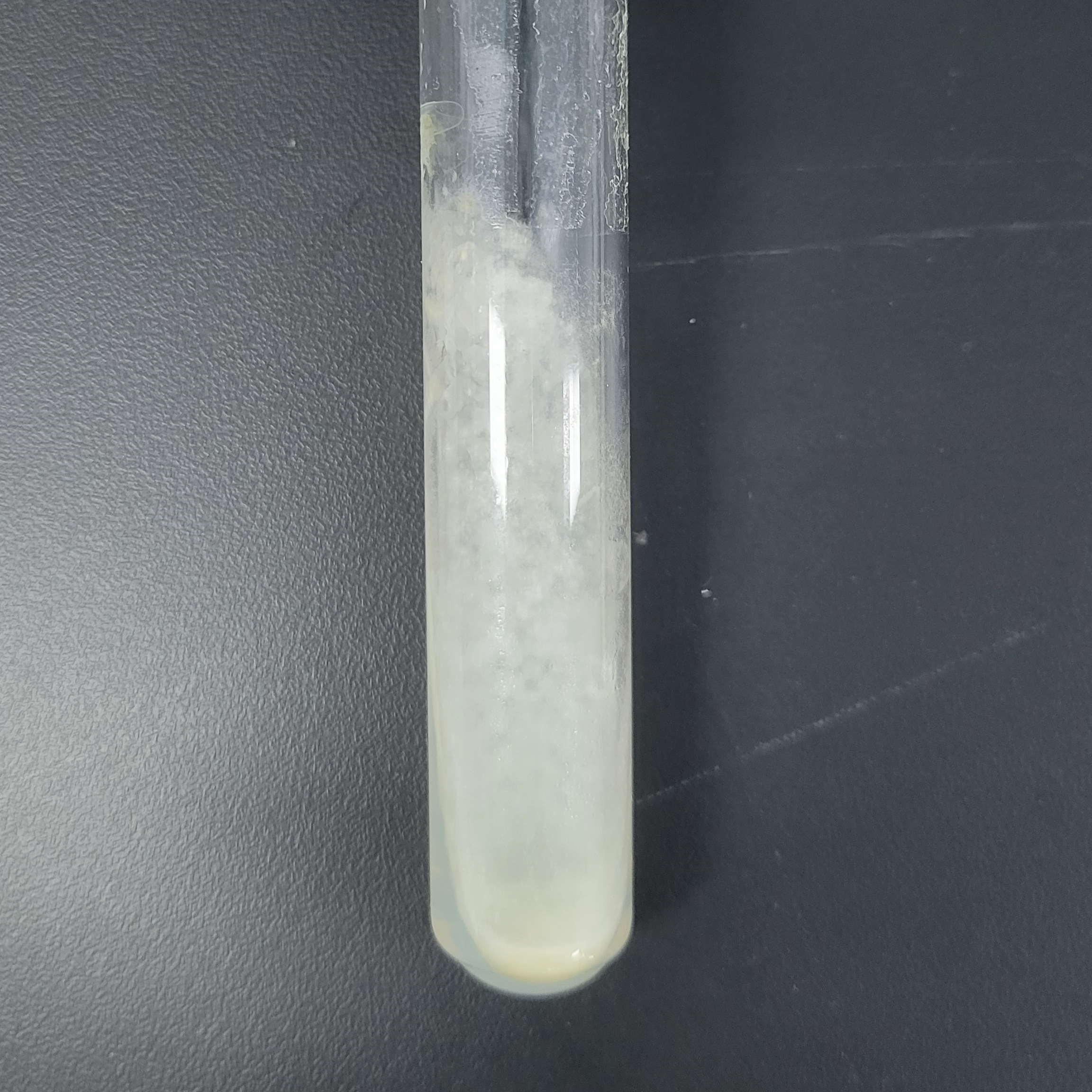 Orange Penicillium-BNCC