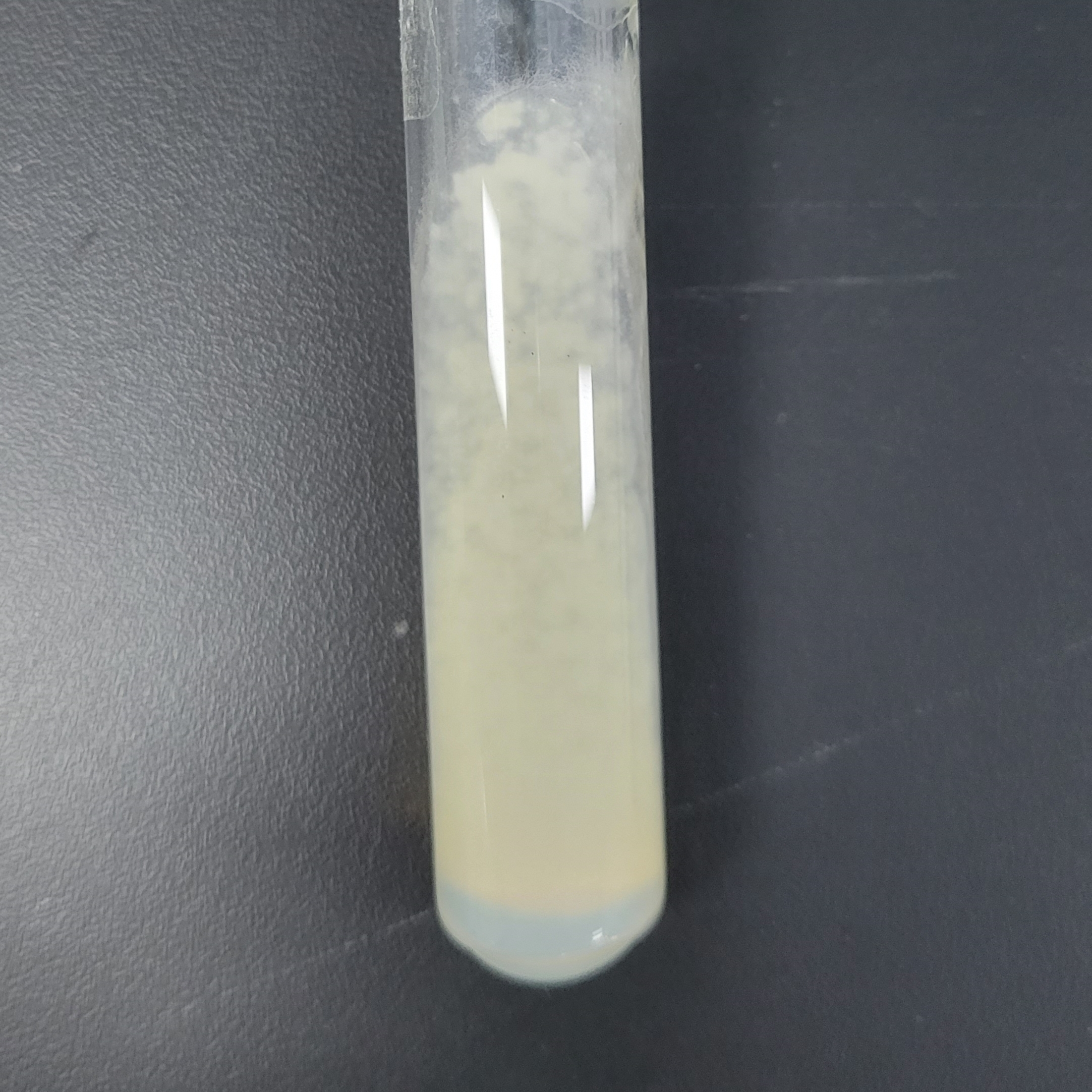 Orange Penicillium-BNCC