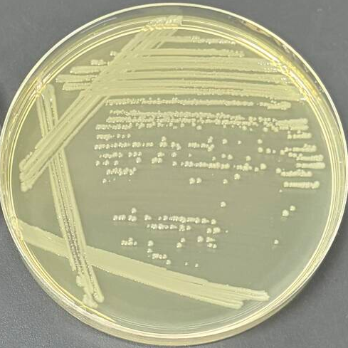 Salmonella Enteritidis-BNCC