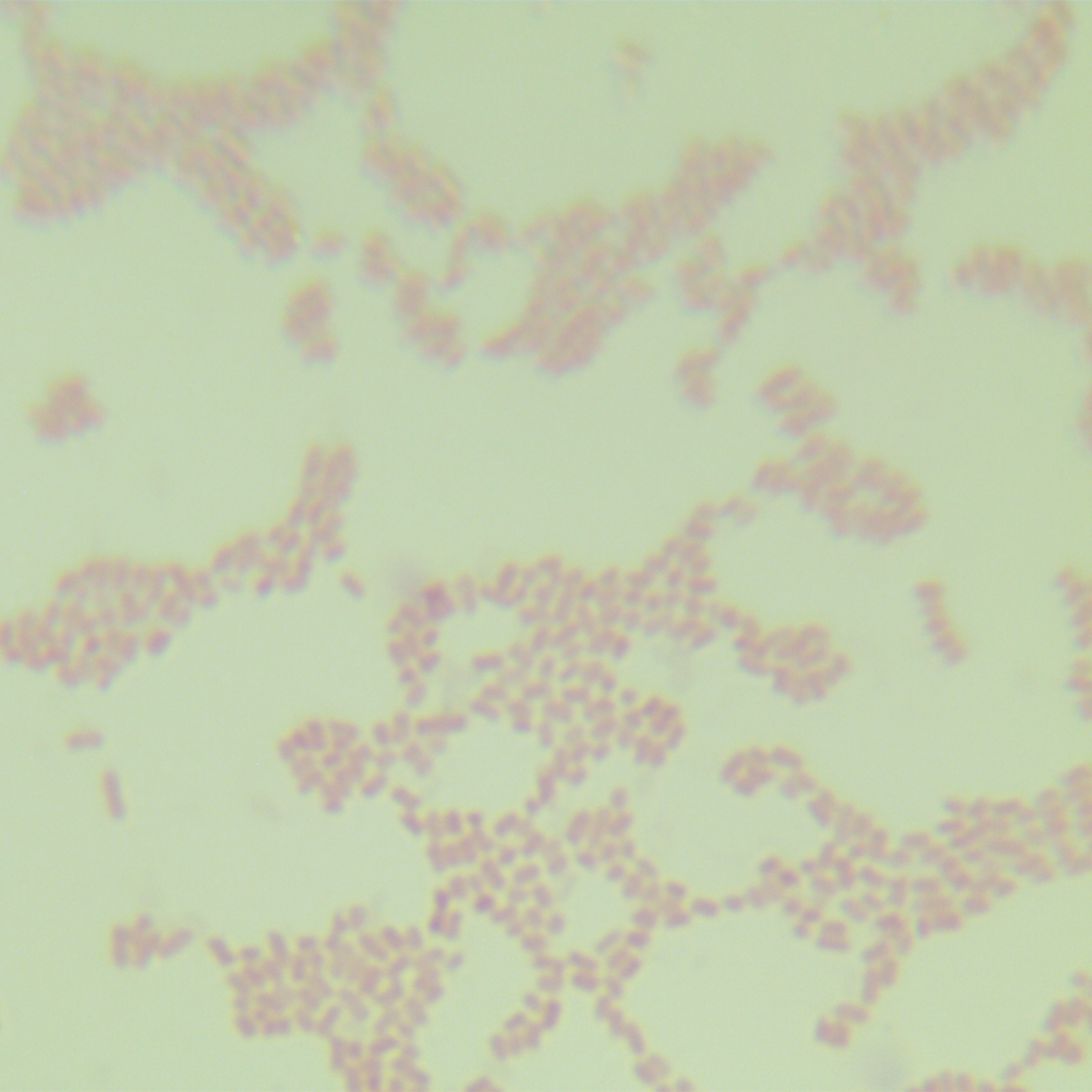 Salmonella Enteritidis-BNCC