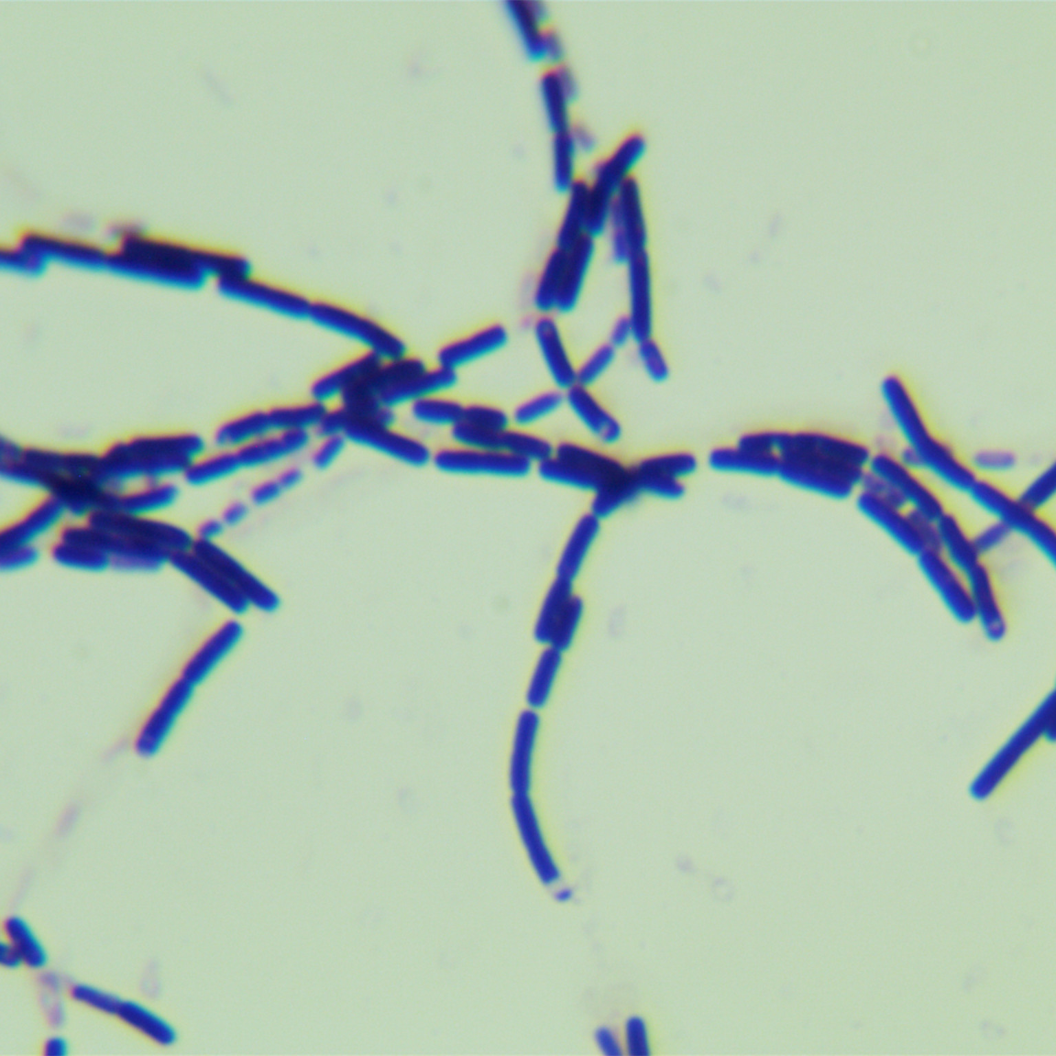 Bacillus cereus-BNCC