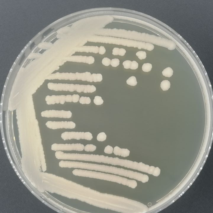 Bacillus cereus-BNCC