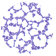 Staphylococcus epidermidis-BNCC