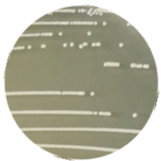 Staphylococcus epidermidis-BNCC