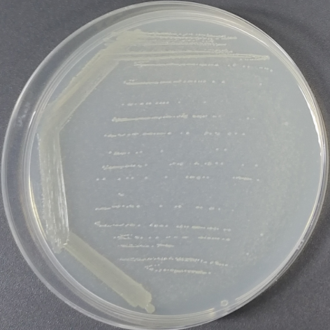 Bacillus subtilis-BNCC