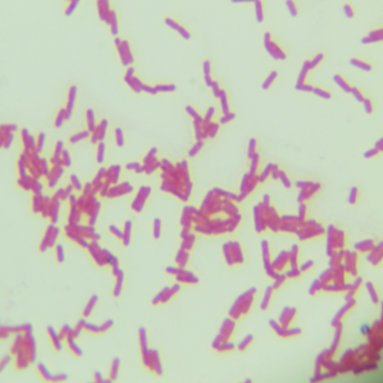 Bacillus subtilis-BNCC