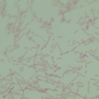 Fecal Prevotella-BNCC