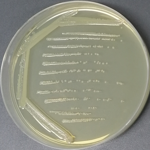 Botrytis genus-BNCC