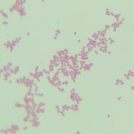 Botrytis genus-BNCC