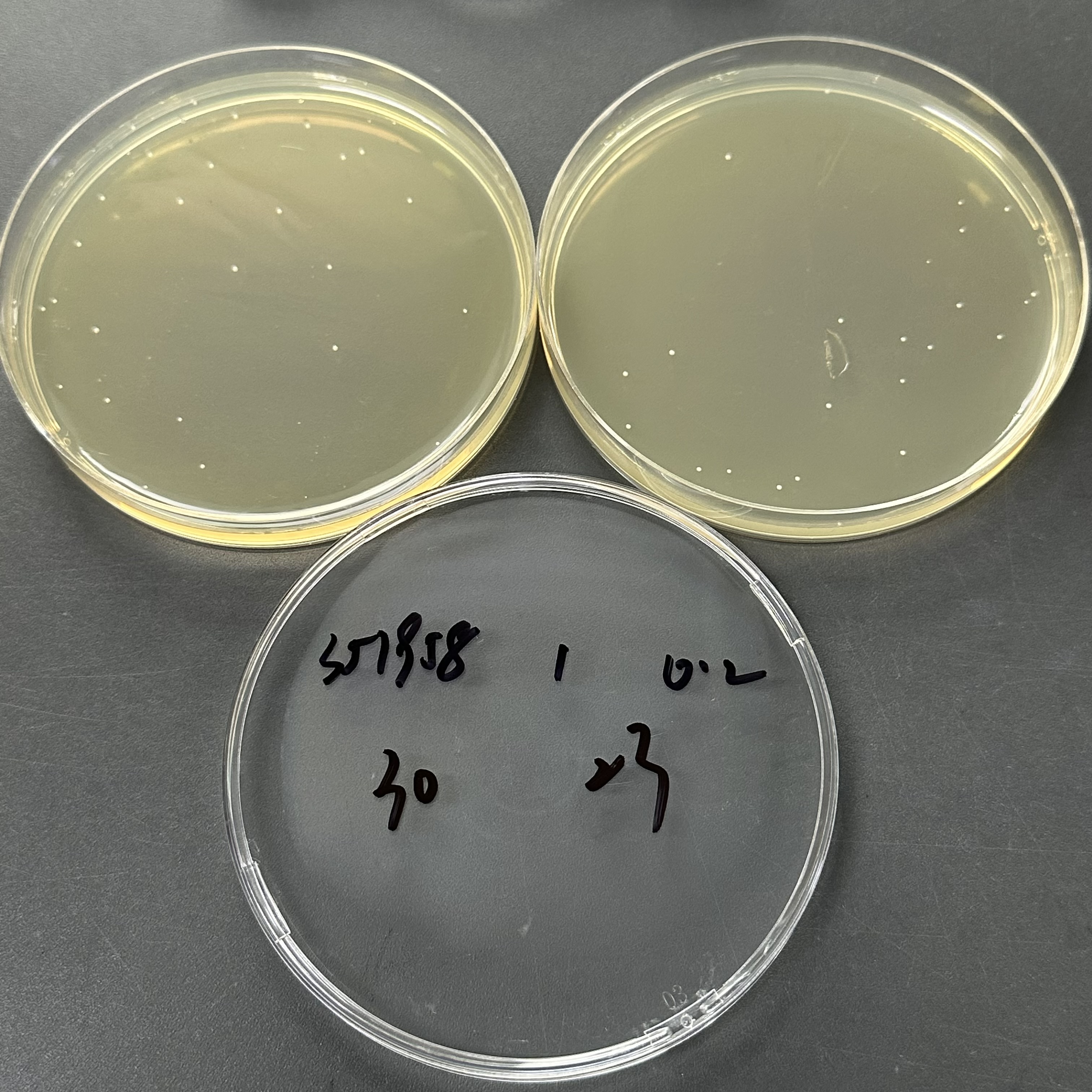 Staphylococcus aureus subsp. aureus 502A quantitative strain-BNCC