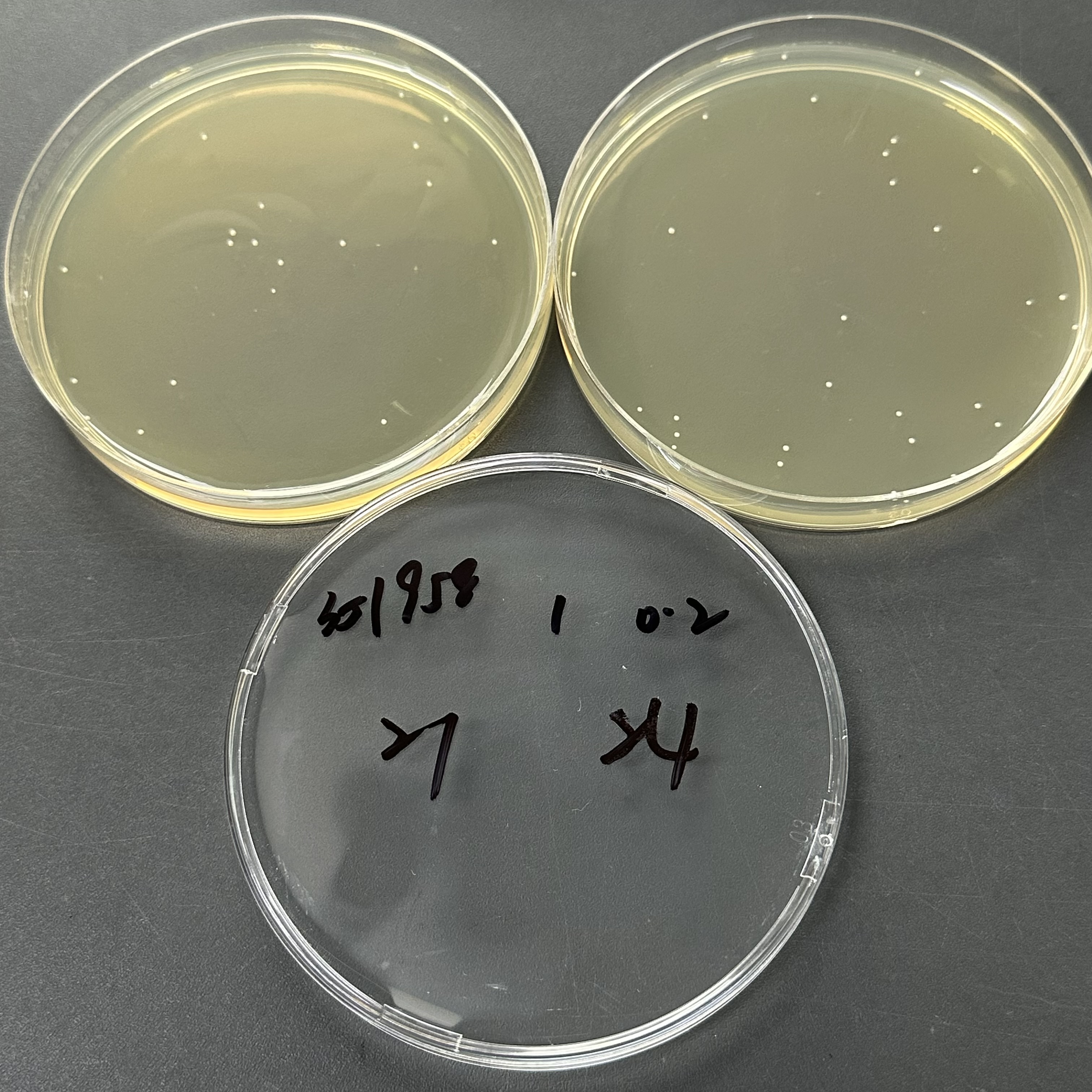 Staphylococcus aureus subsp. aureus 502A quantitative strain-BNCC