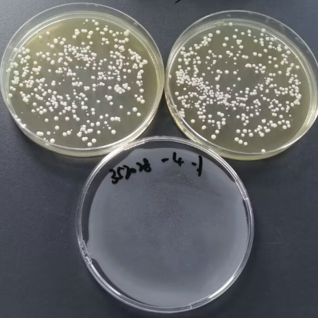 Quantitative strain of Candida albicans-BNCC