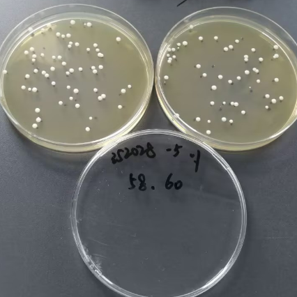 Quantitative strain of Candida albicans-BNCC