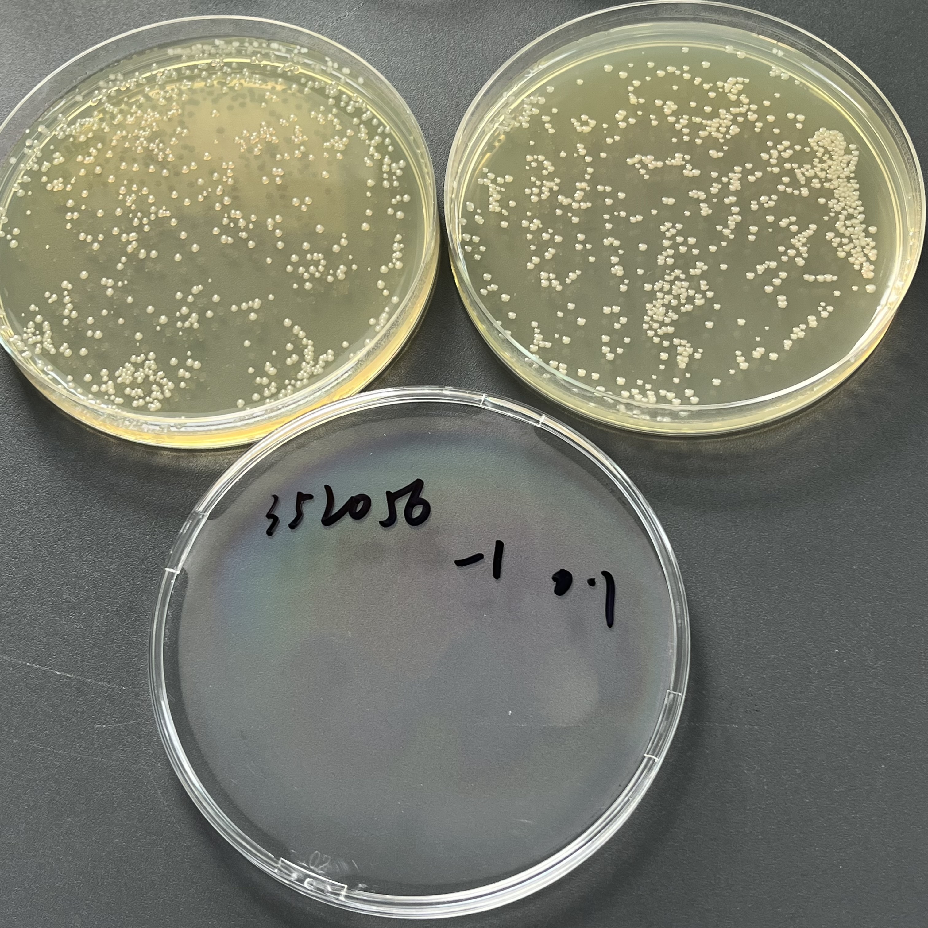 Quantitative strain of Klebsiella pneumoniae-BNCC