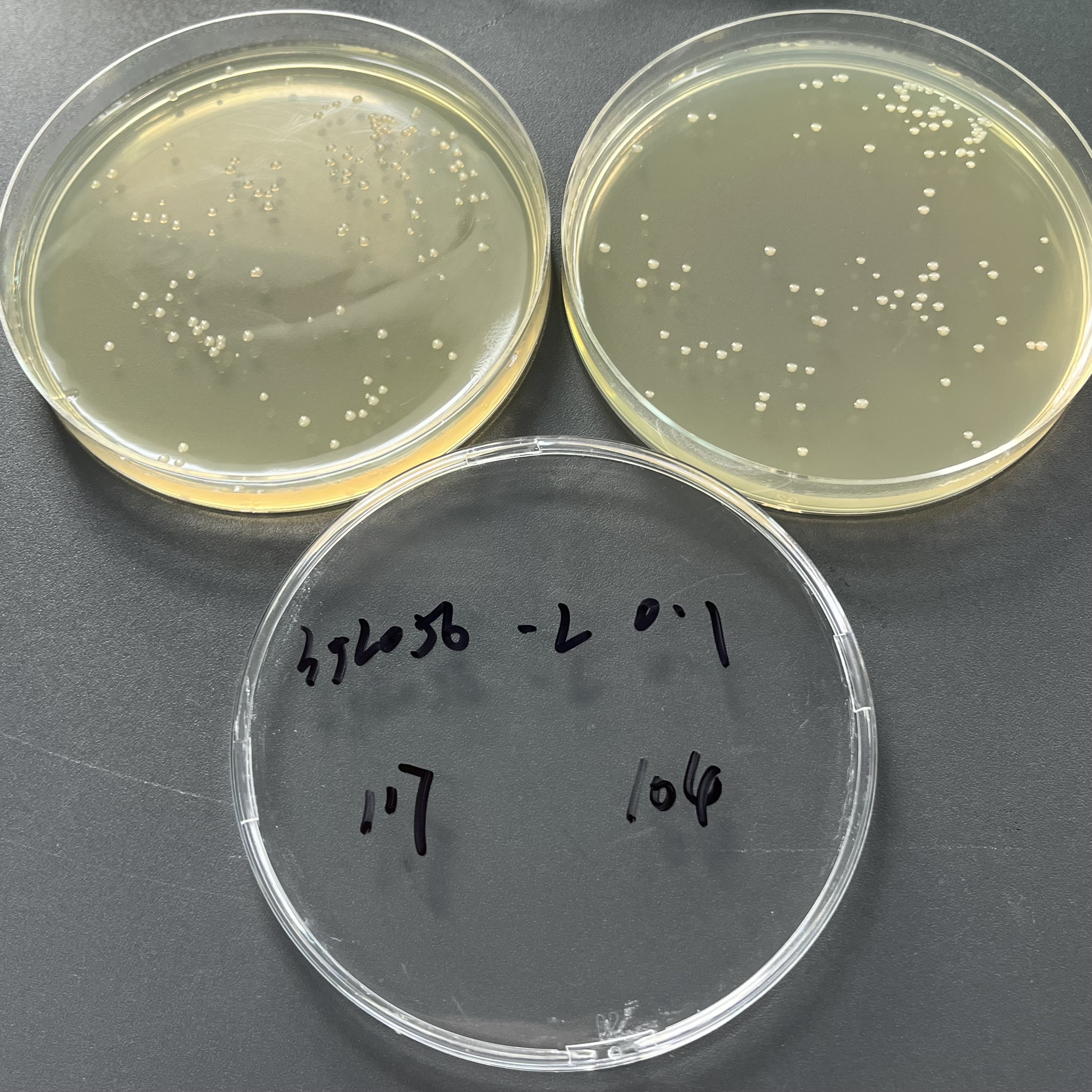 Quantitative strain of Klebsiella pneumoniae-BNCC
