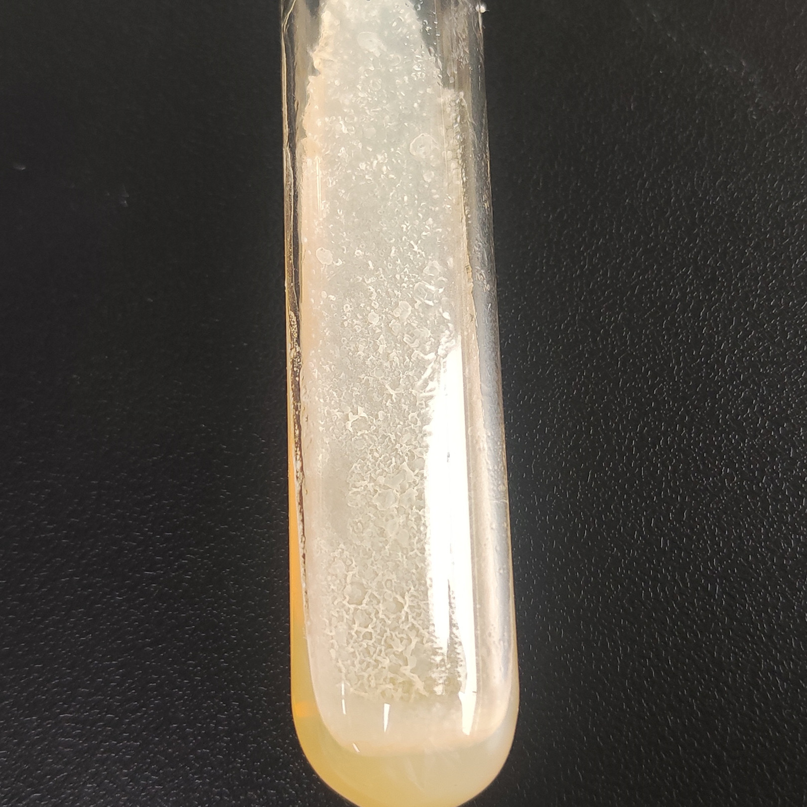 Bacillus thuringiensis-BNCC