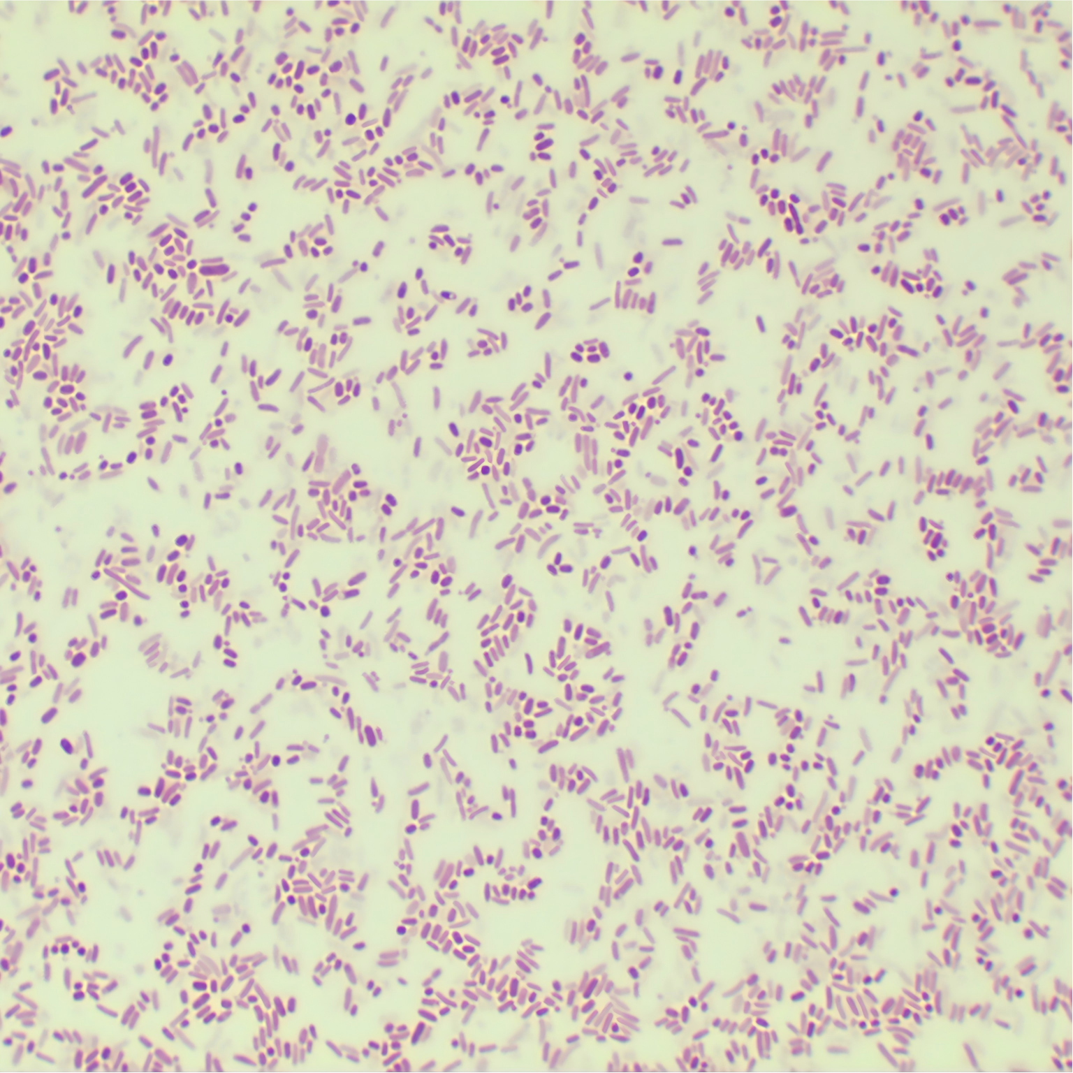 Escherichia coli-BNCC