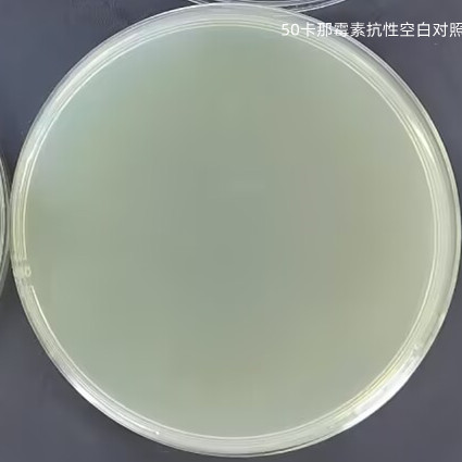 Escherichia coli-BNCC
