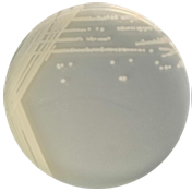 Escherichia coli-BNCC