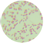 Escherichia coli-BNCC