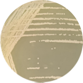Approaching rod-shaped bacteria-BNCC