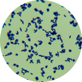 Approaching rod-shaped bacteria-BNCC